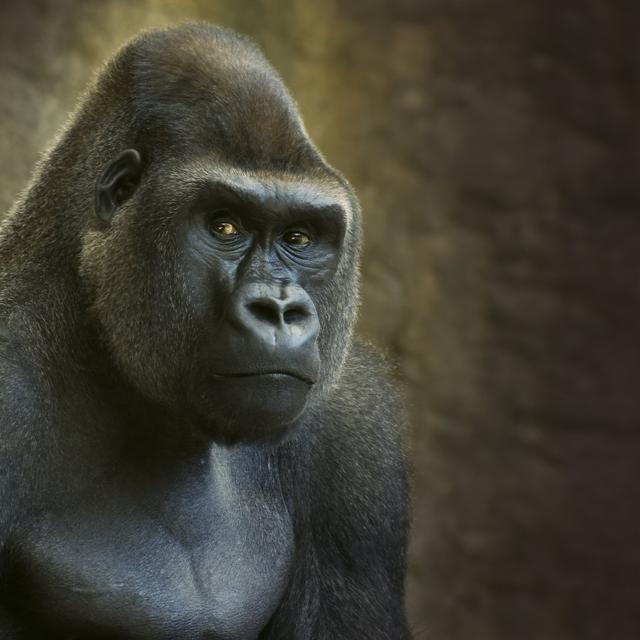 Portrait of male lowland gorilla Latitude Run Size: 51cm H x 51cm W on Productcaster.