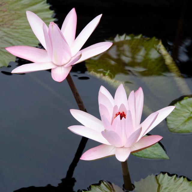 Water Lily Flowers III by Laura DeNardo - Wrapped Canvas Photograph Ebern Designs Size: 76cm H x 76cm W on Productcaster.