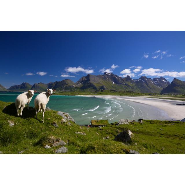 Sheep on Lofoten Islands by Harvepino - Wrapped Canvas Photograph Union Rustic Size: 20cm H x 30cm W x 3.8cm D on Productcaster.