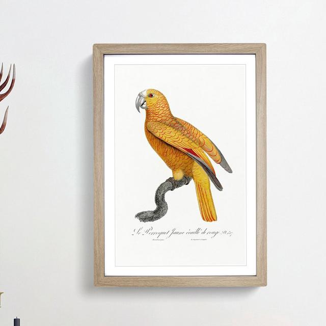 Parrot of Paradise by F. Levaillant - Picture Frame Painting Print East Urban Home Frame Option: Oak Framed, Size: 36cm H x 27cm W x 2cm D on Productcaster.