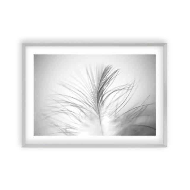 Dusty Feather Photograph Blim and Blum Size: 43 cm H x 61 cm W x 2.5 cm D, Format: Matt Silver Frame on Productcaster.