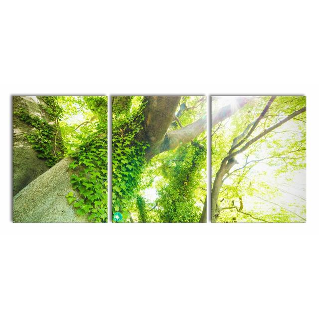 Tree in Sunlight - 3 Piece Wrapped Canvas Photograph Print Set East Urban Home Size: 80cm H x 180cm W on Productcaster.