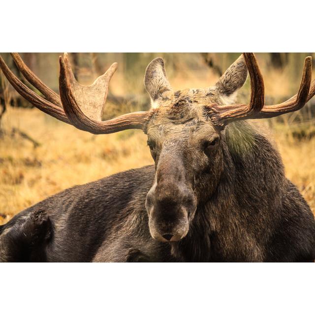 Moose Portrait Ii by Ddieschburg - Wrapped Canvas Photograph Alpen Home Size: 30cm H x 46cm W x 3.8cm D on Productcaster.