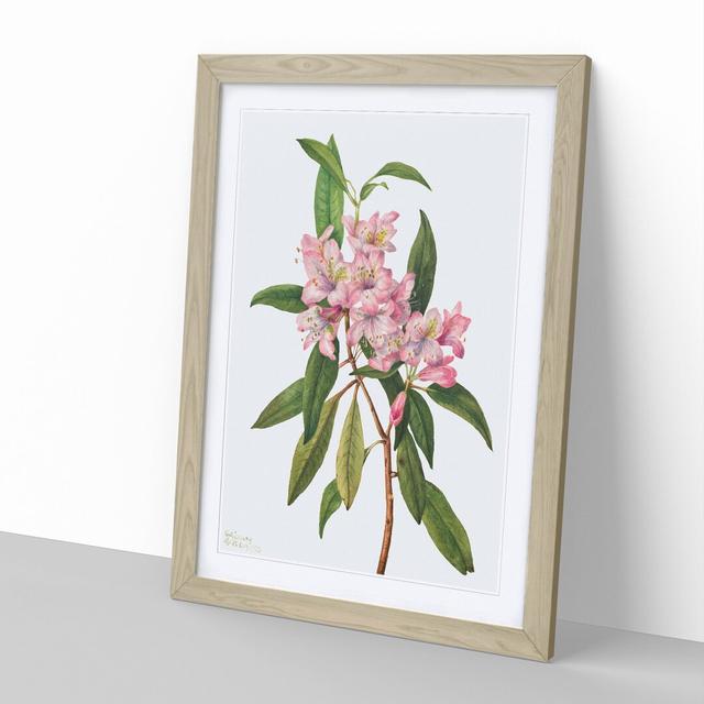 Rose Bay Rhododendron by Mary Vaux Walcott - Picture Frame Painting East Urban Home Frame Option: Oak Framed, Size: 36cm H x 27cm W x 2cm D on Productcaster.