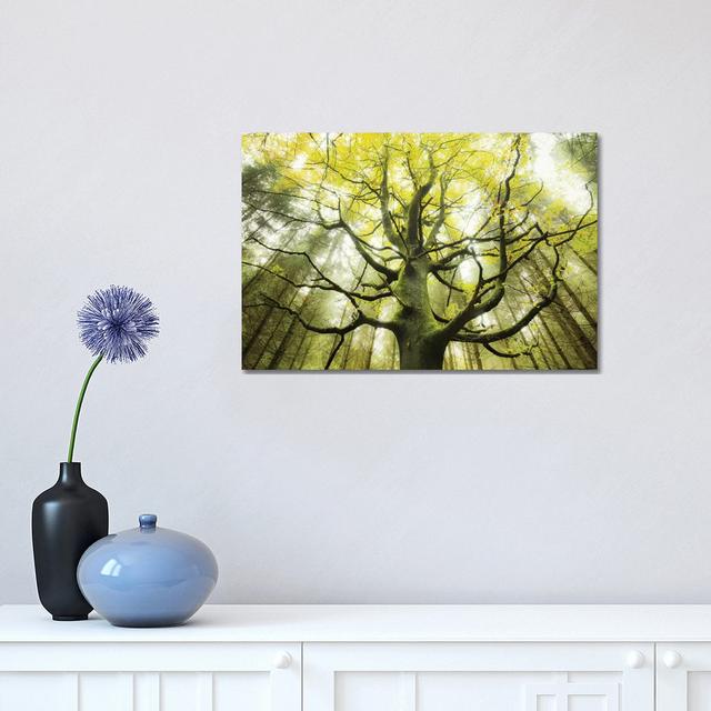 The Dreamtree by - Wrapped Canvas Photograph Alpen Home Size: 30.48cm H x 45.72cm W x 1.91cm D on Productcaster.