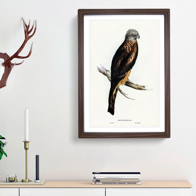 Square-Tailed Kite by Elizabeth Gould - Picture Frame Painting Print East Urban Home Frame Option: Walnut Framed, Size: 36cm H x 27cm W x 2cm D on Productcaster.