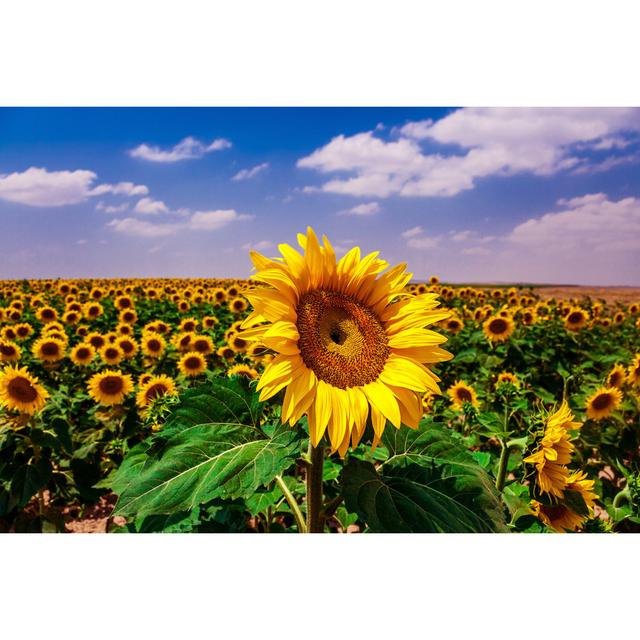 Sunflower by Okanmetin - Print Brambly Cottage Size: 51cm H x 76cm W on Productcaster.