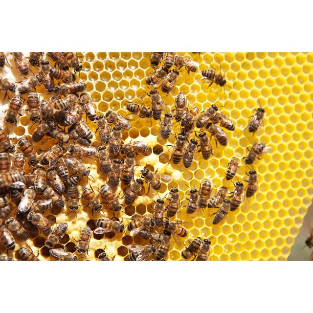 Group Of Bees On A Honeycomb - Wrapped Canvas Print 17 Stories Size: 81cm H x 122cm W x 3.8cm D on Productcaster.