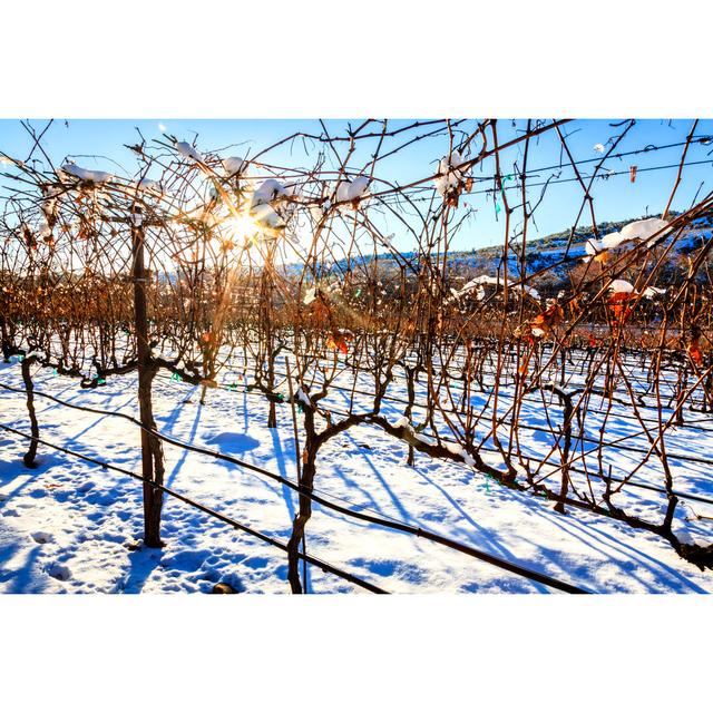 Vineyard In Winter - Wrapped Canvas Print Latitude Run Size: 20cm H x 30cm W on Productcaster.