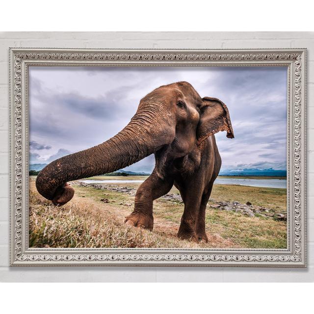 Elephant Coming Up Close - Single Picture Frame Art Prints Bright Star Size: 84.1cm H x 118.9cm W x 3cm D on Productcaster.