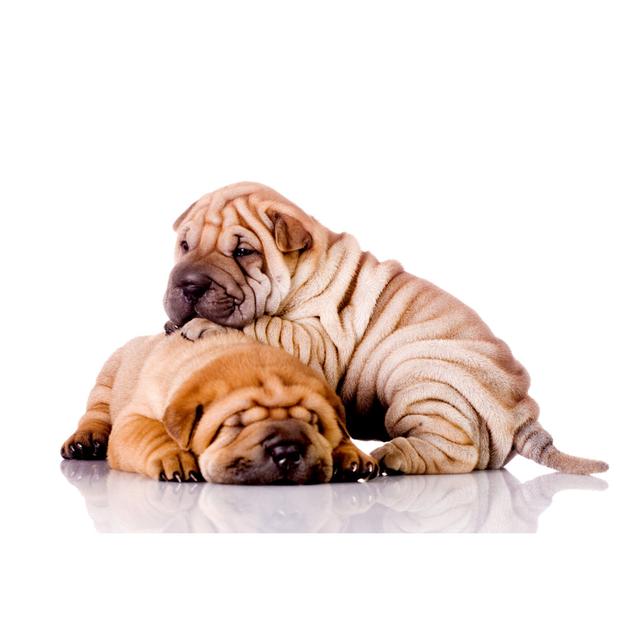 Shar Pei Dogs - Wrapped Canvas Photograph 17 Stories Size: 30cm H x 46cm W x 3.8cm D on Productcaster.