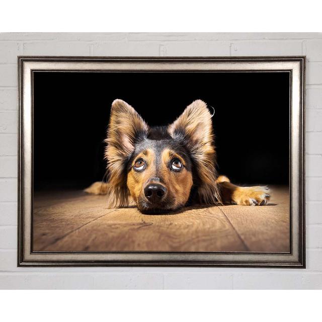 Dog Love Framed Print Brayden Studio Size: 42cm H x 59.7cm W on Productcaster.