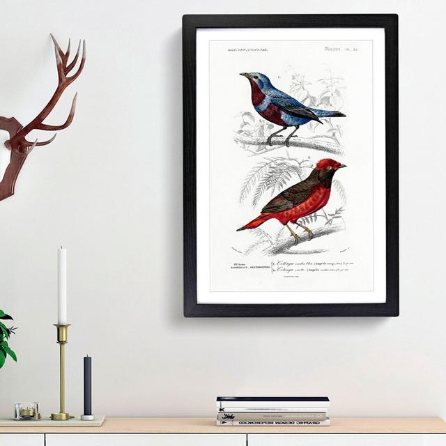 Bird Illustrations PL. 52 by Charles d' Orbigny - Picture Frame Painting Print on Paper East Urban Home Frame Option: Black Framed, Size: 63cm H x 45c on Productcaster.