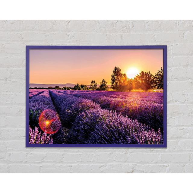 Sunflare Over The Lavender - Single Picture Frame Art Prints Ebern Designs Size: 21cm H x 29.7cm W x 2cm D on Productcaster.