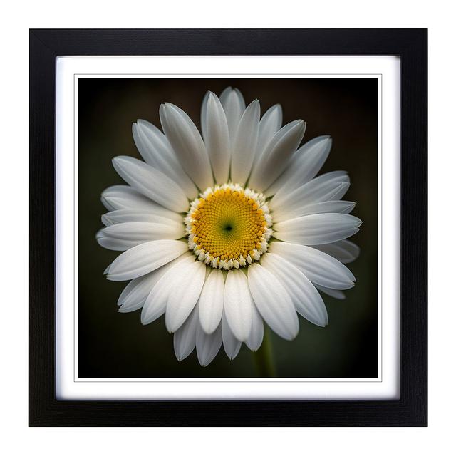 Daisy Photograph No.1 - Single Picture Frame Art Prints on Wood 17 Stories Frame Colour: Black on Productcaster.