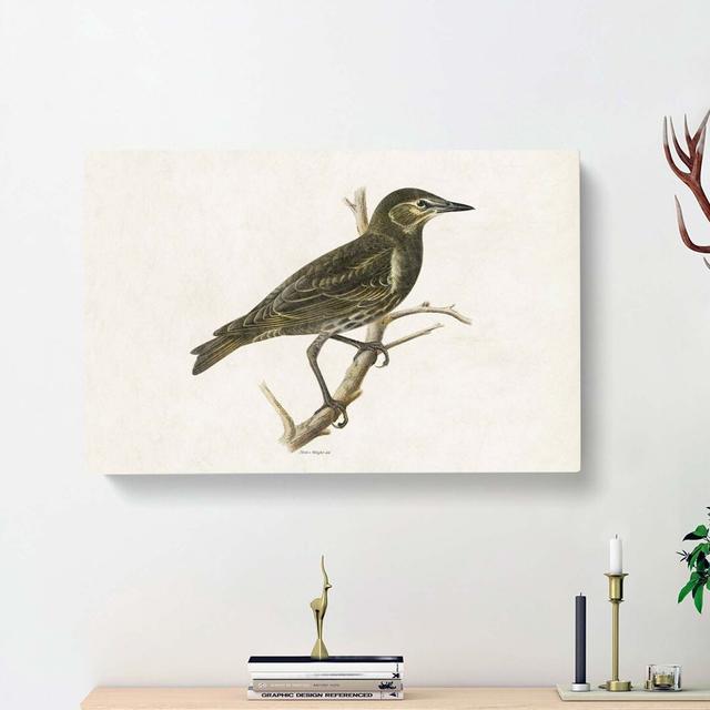 Starling by Von Wright - Wrapped Canvas Painting Print East Urban Home Size: 35cm H x 50cm W x 3cm D on Productcaster.