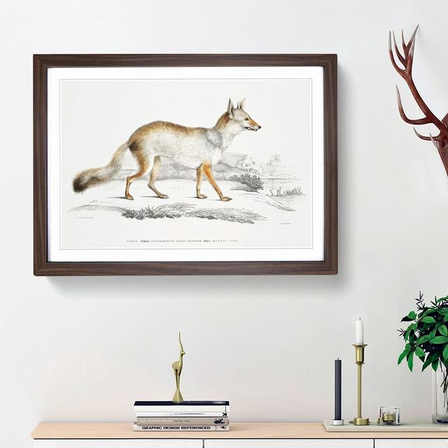 Bengal Fox by John Edward Gray - Single Picture Frame Painting East Urban Home Size: 45cm H x 63cm W x 2cm D, Frame Option: Walnut Framed on Productcaster.