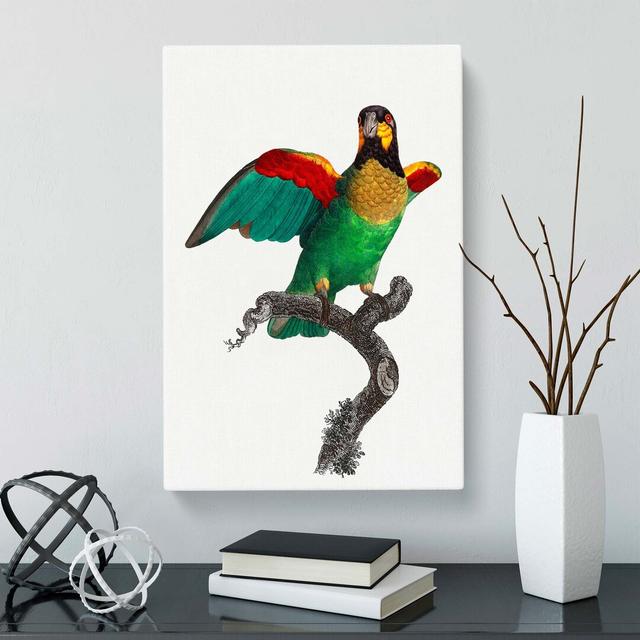 Orange-Cheeked Parrot by F. Levaillant - Wrapped Canvas Painting Print East Urban Home Size: 76cm H x 50cm W x 3cm D on Productcaster.