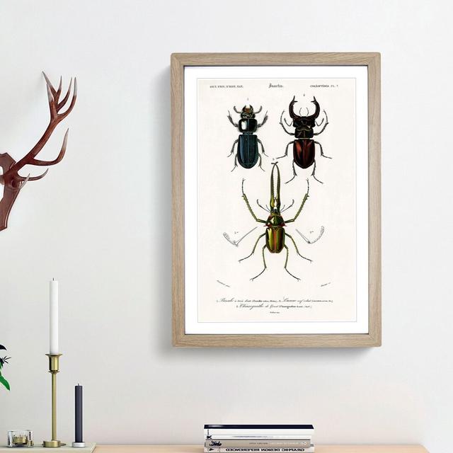 Beetle Illustrations PL.7 by Charles d'Orbigny - Picture Frame Graphic Art Print on Paper East Urban Home Size: 63cm H x 45cm W x 2cm D, Frame Option: on Productcaster.