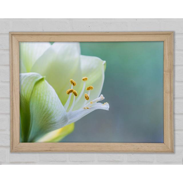 White Flower With Pollen - Single Picture Frame Art Prints Ebern Designs Size: 59.7cm H x 84.1cm W x 1.5cm D on Productcaster.