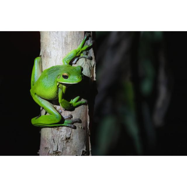 Green Tree Frog, Queensland by Stephenbridger - Wrapped Canvas Photograph 17 Stories Size: 30cm H x 46cm W on Productcaster.