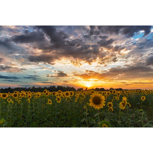 Field of Sunflowers Sunset Clouds August Grove Size: 81cm H x 122cm W x 3.8cm D on Productcaster.