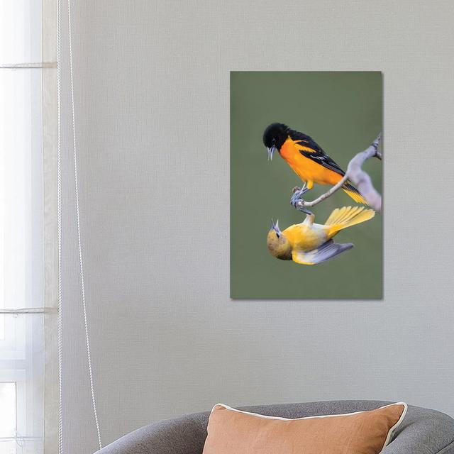 Baltimore Orioles by Larry Ditto - Wrapped Canvas Photograph Latitude Run Size: 66.04cm H x 45.72cm W x 3.81cm D on Productcaster.