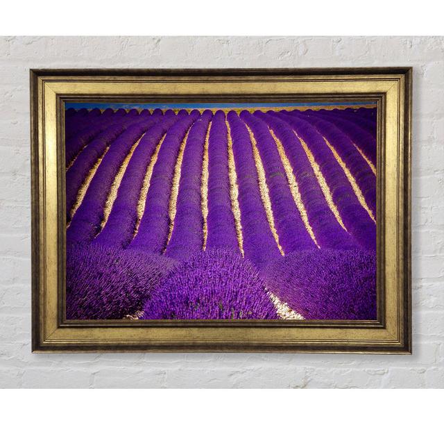 Lavender Field - Print Bright Star Size: 29.7cm H x 42cm W x 8cm D on Productcaster.