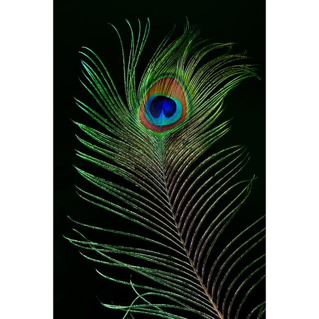 Peacock Feather by Ithinksky - Print World Menagerie Size: 46cm H x 30cm W on Productcaster.