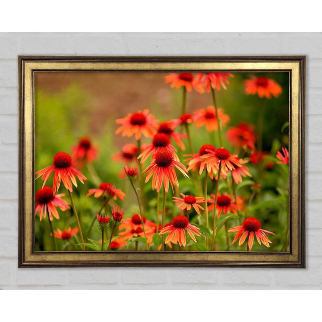 Variety Daisies - Print Ophelia & Co. Size: 29.7cm H x 42cm W x 1.5cm D on Productcaster.