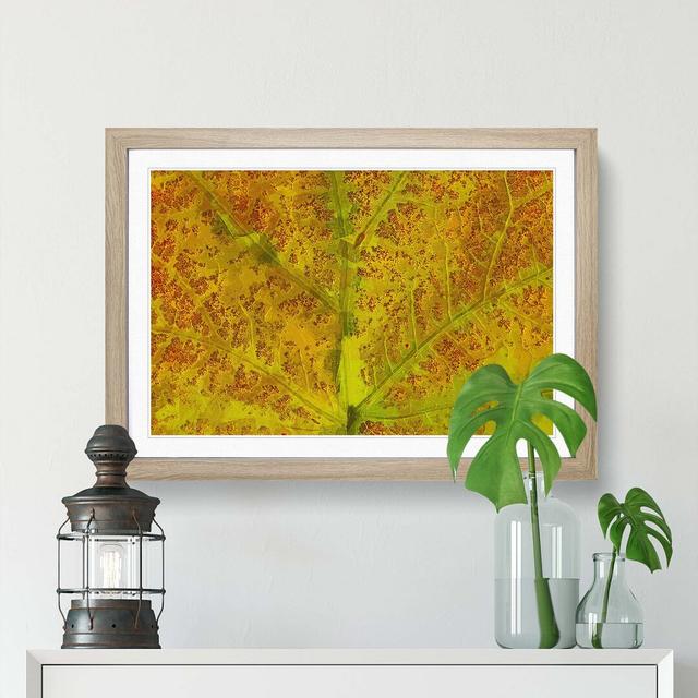 Veins of the Leaf in Abstract - Picture Frame Graphic Art Print East Urban Home Size: 60cm H x 91cm W x 2cm D, Frame Option: Oak on Productcaster.