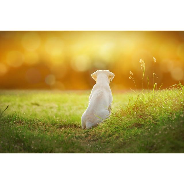 Labrador Dog Puppy - Wrapped Canvas Photograph Latitude Run Size: 81cm H x 122cm W x 3.8cm D on Productcaster.