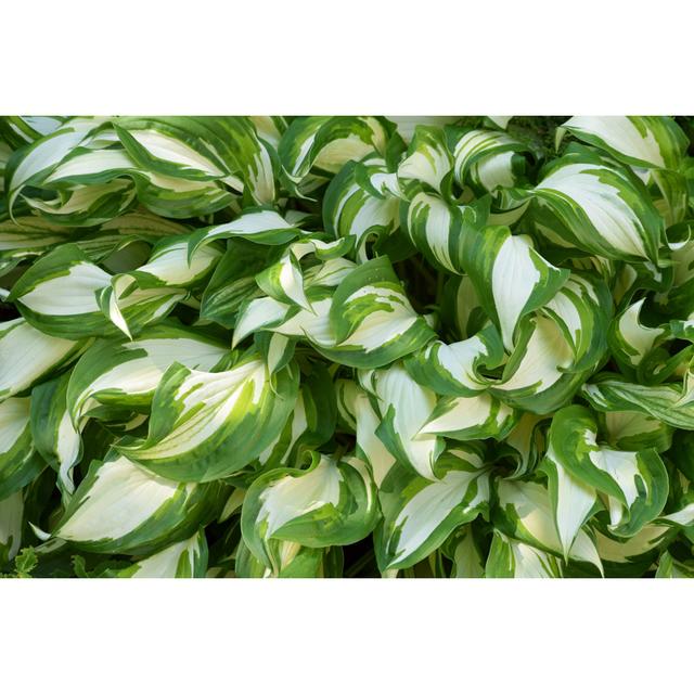 Hosta Silver Crown Pergo Classics Size: 30cm H x 46cm W on Productcaster.