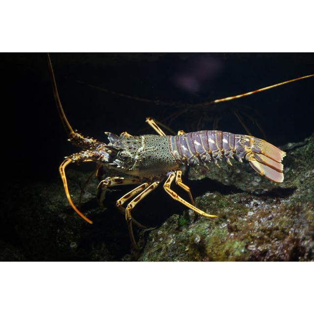 Common Spiny Lobster House of Hampton Size: 20cm H x 30cm W on Productcaster.