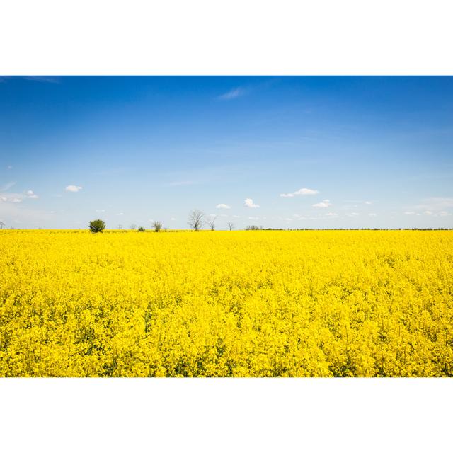 Marienthal Field Of Yellow Colza by Sergiy Akhundov - Wrapped Canvas Print 17 Stories Size: 61cm H x 91cm W x 3.8cm D on Productcaster.