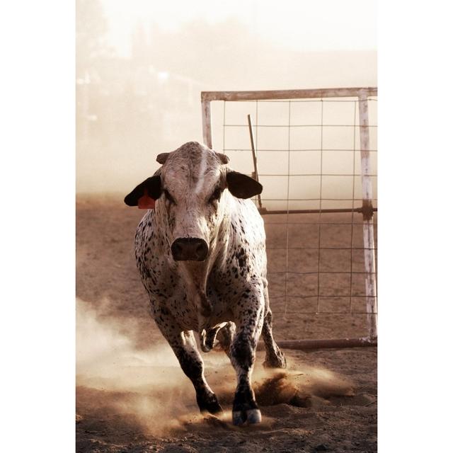 Angry Bull at Rodeo by Alptraum - Wrapped Canvas Photograph August Grove Size: 45.72cm H x 30.48cm W on Productcaster.