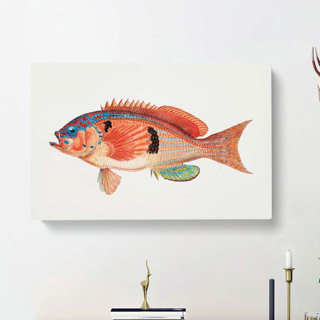 Illustration of a Rockfish by F.E. Clarke - Wrapped Canvas Painting Print East Urban Home Size: 40cm H x 60cm W x 3cm D on Productcaster.