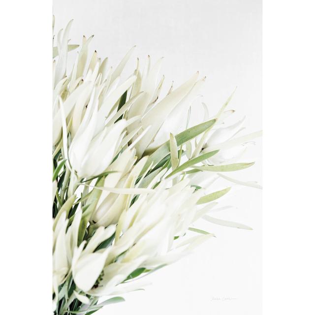 Leucadendron by Elise Catterall - Wrapped Canvas Graphic Art Rosalind Wheeler Size: 46cm H x 30cm W on Productcaster.