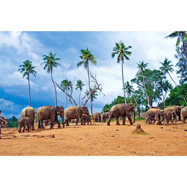 Johari Herd of Elephants by Meinzahn - Wrapped Canvas Art Prints 17 Stories Size: 30cm H x 46cm W x 3.8cm D on Productcaster.