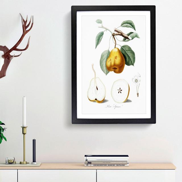 Orange Pear Tree by Giorgio Gallesio - Picture Frame Painting Print East Urban Home Size: 36cm H x 27cm W x 2cm D, Frame Option: Black Framed on Productcaster.