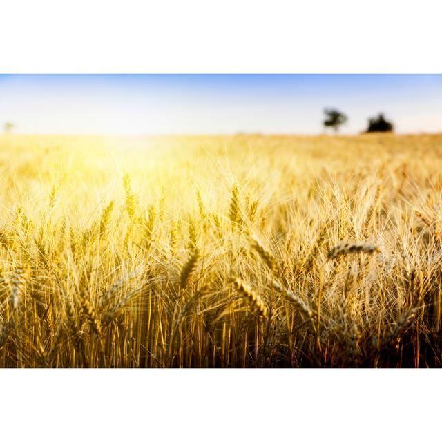 Wheat Field Under Cloudscape by Logray-2008 - Wrapped Canvas Print 17 Stories Size: 61cm H x 91cm W on Productcaster.