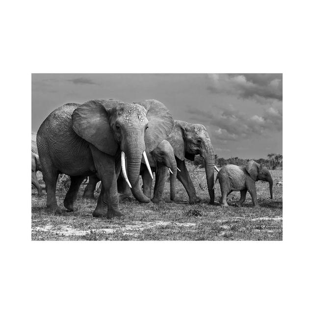 Elephants Family by Massimo Mei - Wrapped Canvas Print Latitude Run Size: 20.32cm H x 30.48cm W x 1.905cm D on Productcaster.