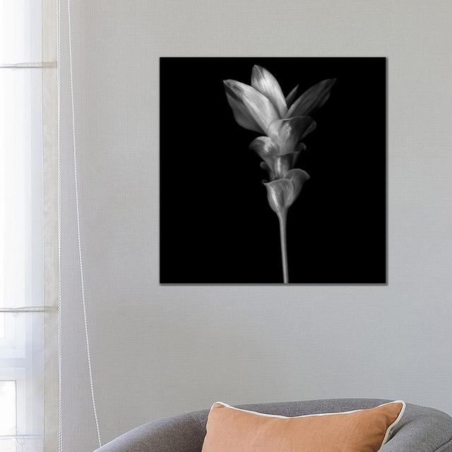 Curcuma III, B&W by Magda Indigo - Wrapped Canvas Gallery-Wrapped Canvas Giclée Latitude Run Size: 66.04cm H x 66.04cm W x 3.81cm D on Productcaster.