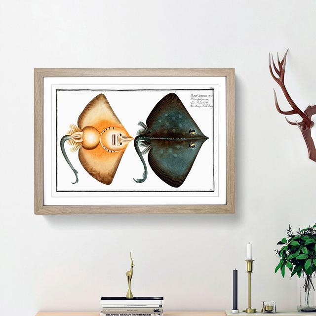 Sharp Nosed-Ray Fish by M.E. Bloch - Picture Frame Painting Print East Urban Home Frame Option: Oak Framed, Size: 48cm H x 65cm W x 2cm D on Productcaster.