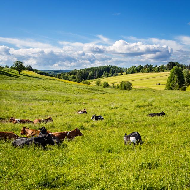 Cambrai Cows in the Grass by Kjekol - Wrapped Canvas Photograph Brambly Cottage Size: 122cm H x 122cm W x 3.8cm D on Productcaster.