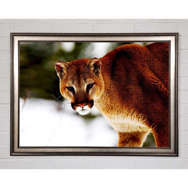 Florida Panther In The Snow Framed Print Brayden Studio Size: 42cm H x 59.7cm W on Productcaster.