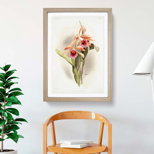 Magnolia Flowers Illustration Tab. 33 by Frederick Sander - Picture Frame Painting Print East Urban Home Size: 91cm H x 60cm W x 2cm D, Frame Option: on Productcaster.