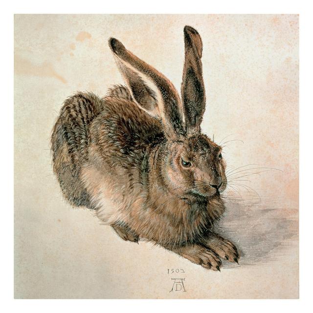 Young Brown Hare by Albrecht Dürer - Wrapped Canvas Painting August Grove on Productcaster.