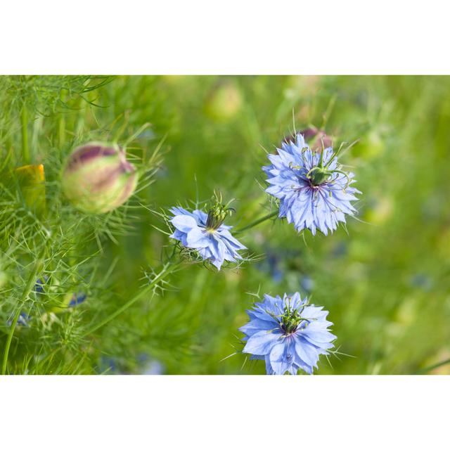 Nigella Sativa by Ailime - No Frame Print on Canvas 17 Stories Size: 81cm H x 122cm W on Productcaster.