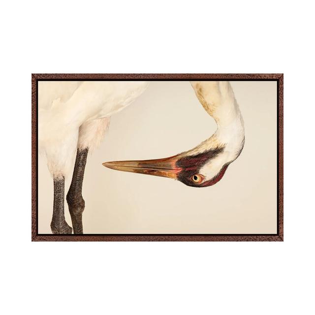 SaraThe Endangered And Federally Endangered Whooping Crane At The Audubon Center Research Center by Joel Sartore - Gallery-Wrapped Canvas Giclée Lark on Productcaster.